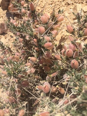 Astragalus spinosus