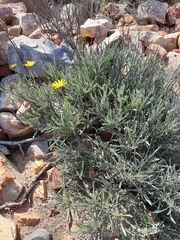 Arctotis lanceolata