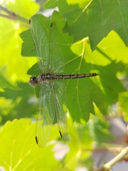 Odonata