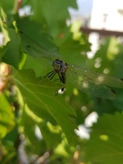 Odonata