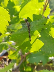 Odonata