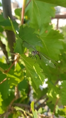 Odonata