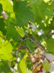 Odonata