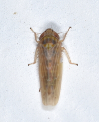 Graminella sonora
