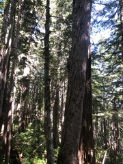 Cupressus nootkatensis