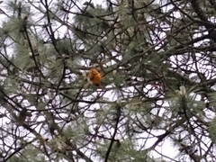 Cronartium conigenum