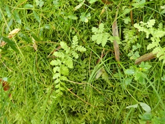 Woodsia hancockii