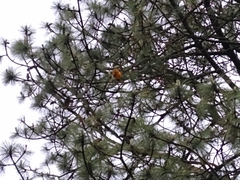 Cronartium conigenum