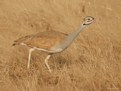 Eupodotis senegalensis