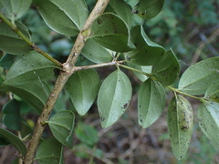 Dovyalis longispina