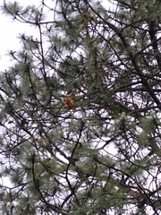 Cronartium conigenum