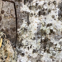 Pertusaria subambigens