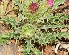 Cirsium odontolepis