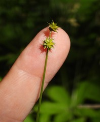 Stellulatae