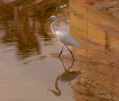 Egretta garzetta