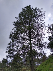 Cronartium conigenum