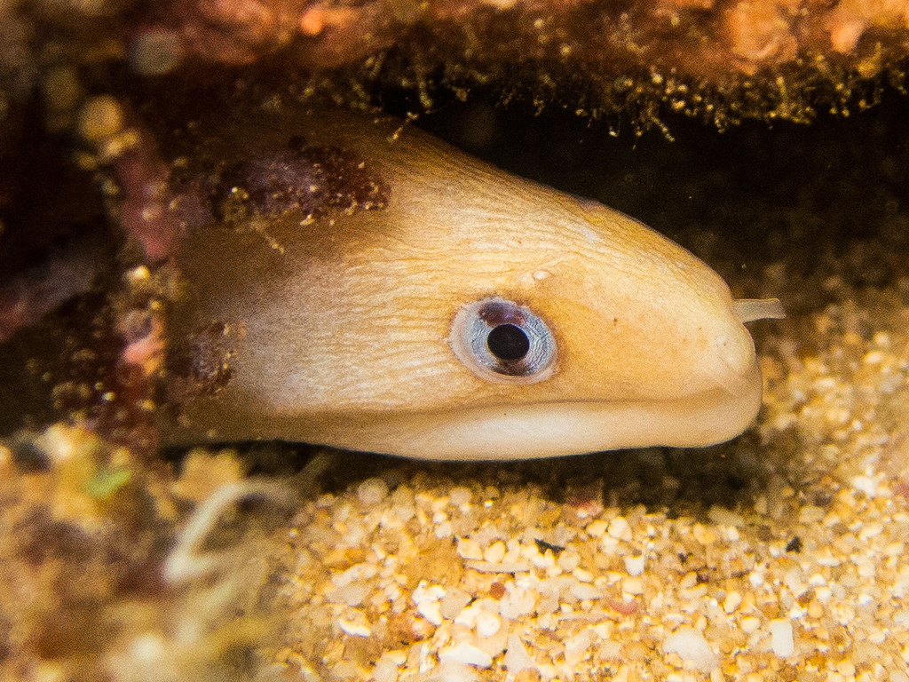 Blackspot Moray