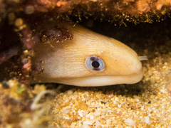 Gymnothorax melatremus