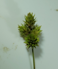Carex normalis