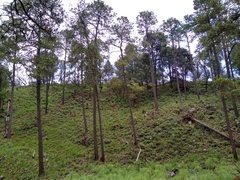 Cronartium conigenum