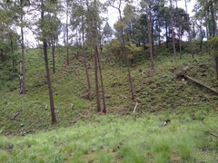 Cronartium conigenum