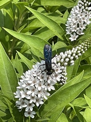 Sphex pensylvanicus