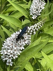 Sphex pensylvanicus