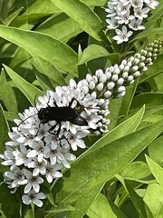Sphex pensylvanicus