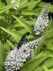 Sphex pensylvanicus