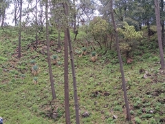 Cronartium conigenum