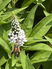 Eichlinia cucurbitae