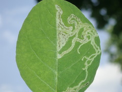 Aulagromyza hendeliana