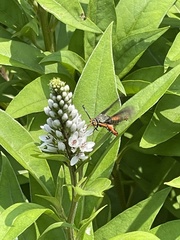 Eichlinia cucurbitae