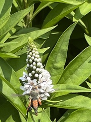 Eichlinia cucurbitae