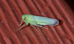 Chlorotettix viridius