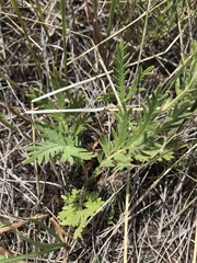 Lomatium geyeri