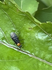 Tenthredinoidea