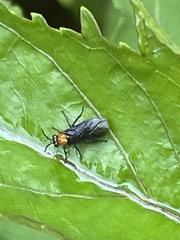 Tenthredinoidea
