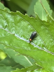 Tenthredinoidea