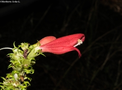 Lamourouxia multifida