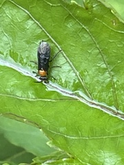 Tenthredinoidea