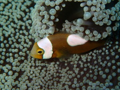 Amphiprion polymnus