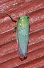 Chlorotettix viridius