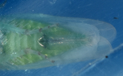 Chlorotettix viridius