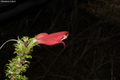 Lamourouxia multifida