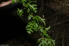 Lamourouxia multifida