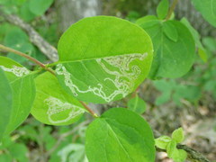 Aulagromyza hendeliana