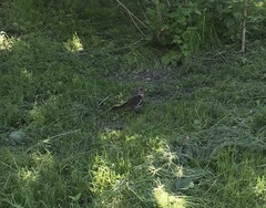 Turdus pilaris