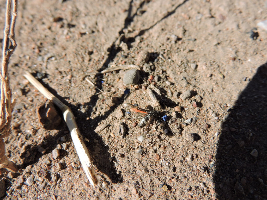 Zenodoxus canescens