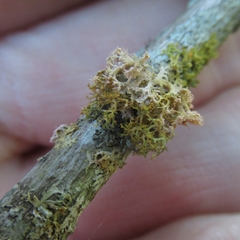 Teloschistes exilis